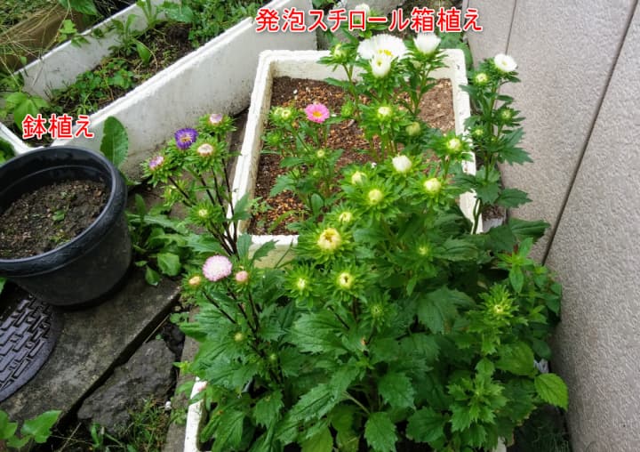 9月19日鉢植えと発泡スチロール箱植えのアスター混合の苗